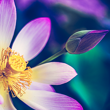 Owl Eye Art Institute Initial Fundraising avatar photo