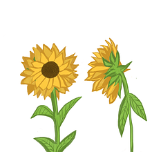 Sunflower Lane avatar photo